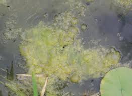 Spring Green: Understanding Spring Algae