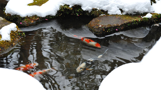 Caring for your pond in the winter